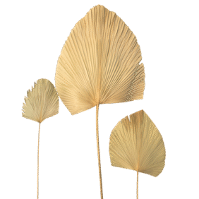 DSC_0387-Photoroom (2)