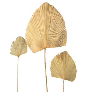 Folha Latânia Cortada