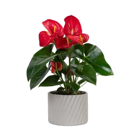 anthurium-red