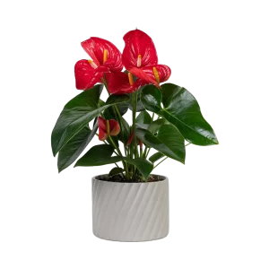 Folha Latânia Cortada