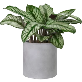 calathea-sanderiana
