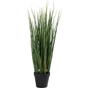lemon-grass