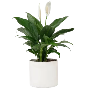 peace-lily-m