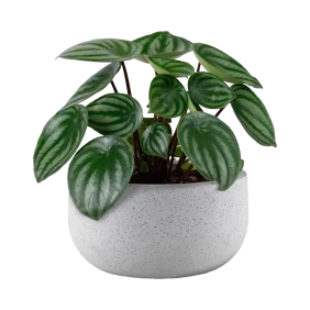 peperomia