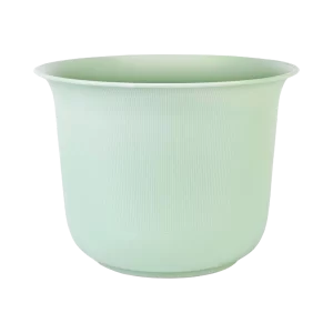 Samambaia Renda (Comum)