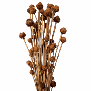 Botão Cabeça de Nego